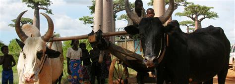 Madagascar Et Sa Culture Unique