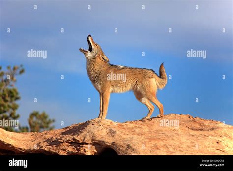 Howling Coyote High Resolution Stock Photography And Images Alamy