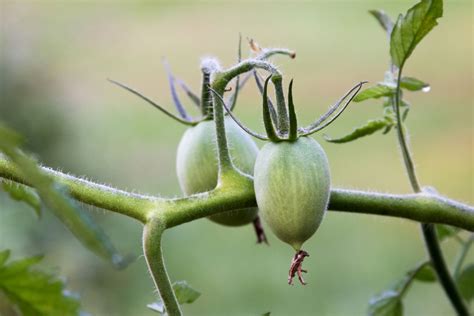 How to Grow and Care for Roma Tomatoes