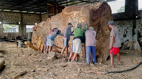 Kayu Trembesi Bendol Antiq Seharga Ratusan Juta Digergaji Bahan Meja