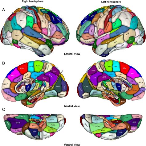 Standard Brain Map - Aria Art - DaftSex HD