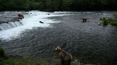 Live webcam returns: Encore Alaska bear and salmon show - Anchorage ...