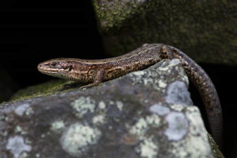 120+ Common Lizard Uk Stock Photos, Pictures & Royalty-Free Images - iStock