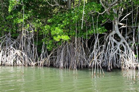 Premium Photo | Mangrove trees