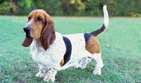 Basset Hound Breed Information Vetstreet Vetstreet