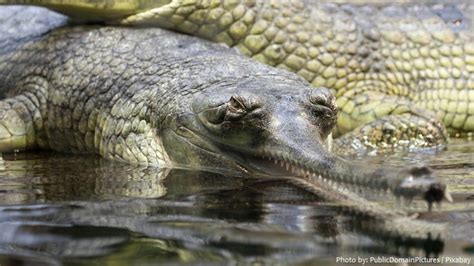 Interesting facts about gharials | Just Fun Facts