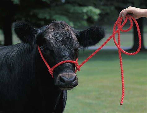 Cattle Poly Halters Weaver Livestock Halters Leads Show Cattle