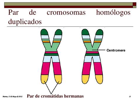 Qué son los cromosomas homólogos