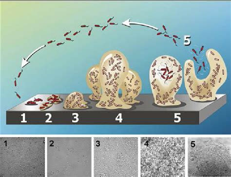 biofilm formation steps