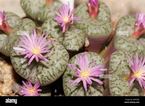 Conophytum Obcordellum Ceresianum Stock Photo Alamy