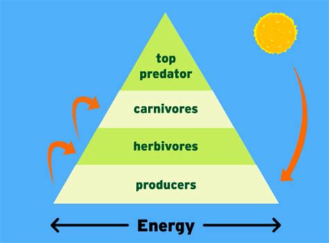 Energy Pyramid BrainPOP Flashcards Quizlet