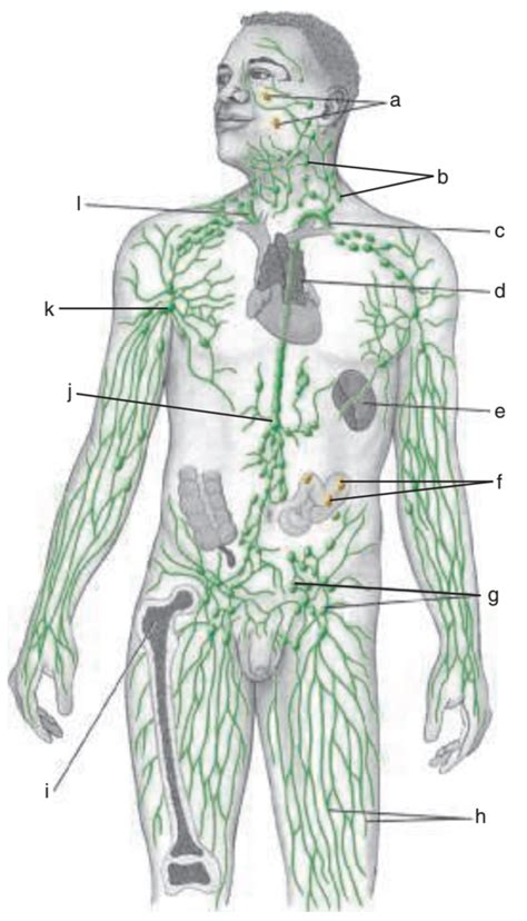 Lymphatic System Diagram Quizlet