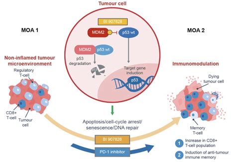 Advancing Cancer Treatment Targeting The Mdm P Interaction In The