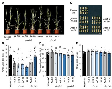 Plant And Grain Phenotypes Of Phs1 Mutants The Wild Type Sibling