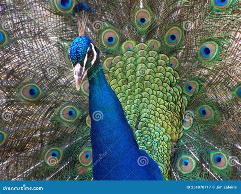 Plumas De Pavo Real Hermosos Colores Imagen De Archivo Imagen De