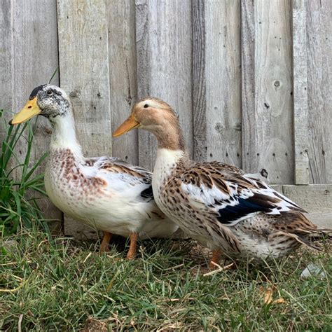 Silver Appleyard Day Old Ducklings