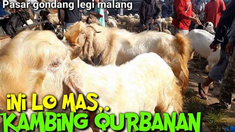 Review Harga Kambing Qurban Hari Ini Pasar Hewan Gondang Legi