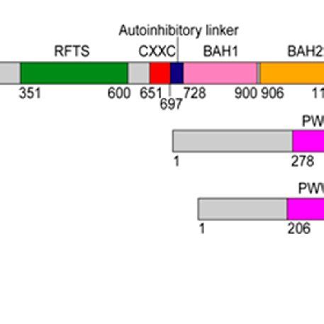 Domain Architectures Of Human DNMT1 DNMT3A DNMT3B And DNMT3L With