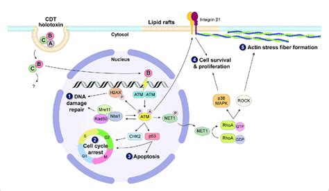 Carcinogenic Induction Caused By Cdt Binding Of Cdta And Cdtc To