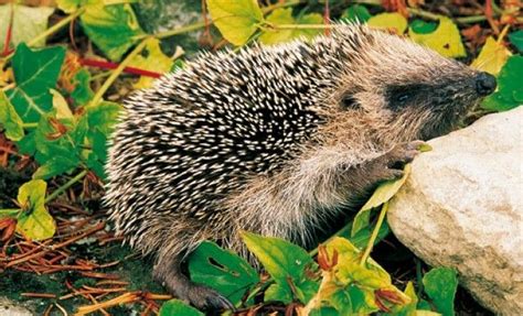 Les animaux et insectes à protéger au jardin Petit faune Animaux