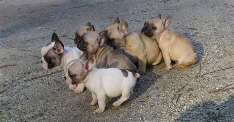 Chiot Bouledogue Français Décembre 2015 Elevage De Chien Aquitaine