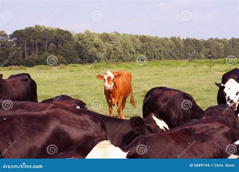 Orange Cow Stock Images - Image: 6089194