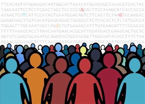 Genes De Altura Variantes Genéticas Raras Influyen En La Altura Humana Femexer