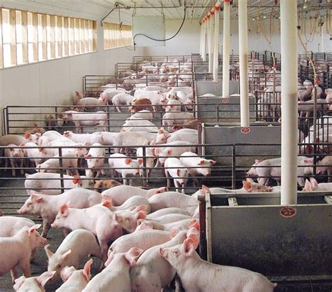 Here Are Five Ways To Reduce Swine Feeding Costs Farm Progress