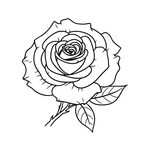 Dibujo De Dibujo Una Rosa Para Colorear Boceto Esquema Página Vector