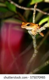 Common Tree Frog Habitat Stock Photo 575070985 | Shutterstock