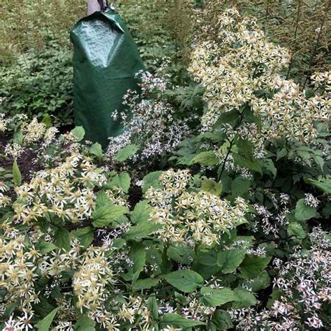 White Wood Aster - Aster divaricatus (Eurybia divaricata)