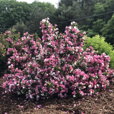 Czechmark Trilogy® Weigela Order Online