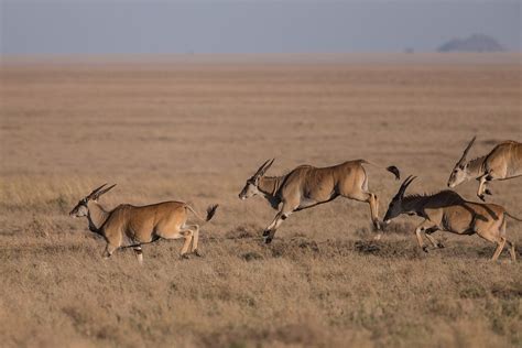 Prey and predators — a model for the dynamics of biological systems ...