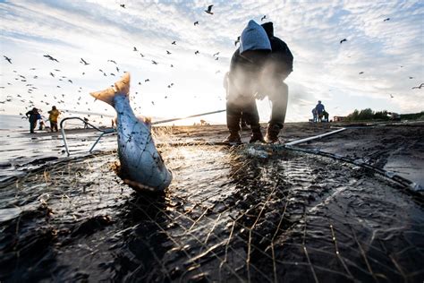 The Perils of Farming Salmon in a Warming World – Mother Jones