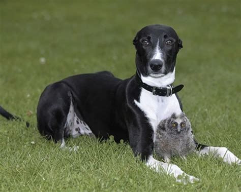 35+ Unusual Animal Friendships That’ll Melt Your Heart