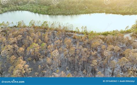 Charred Dead Vegetation Burnt Down After Wildfire Destroyed Florida