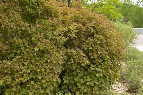 Viburnum American Cranberry Bailey Compact