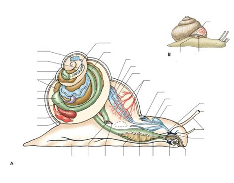 Anatomy of Gastropoda (LS) Quiz