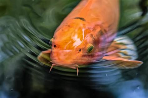 Koi Pond Fish Japanese Nature Exotic Pikist