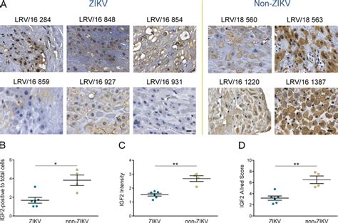 Illustrative Panel Depicting Immunohistochemical Targeting Igf In