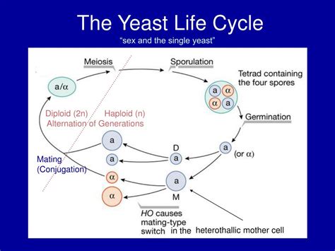 PPT Saccharomyces Cerevisiae Budding Yeast PowerPoint Presentation