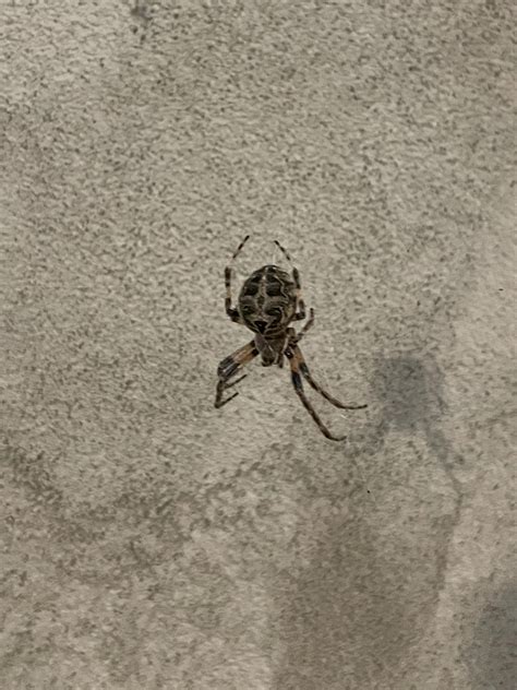which country has the most spiders 2
