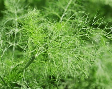 How To Grow Dill From Cuttings