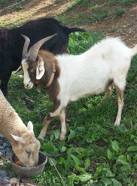 Kiko goats - Capriole Farm