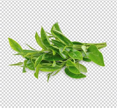 Premium Psd Green Tea Leaves Isolated Premium Psd