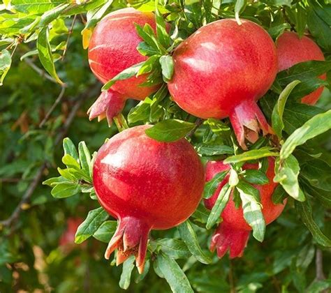 Pomegranate Varieties Fruit Painting Flower Painting Fruit And Veg