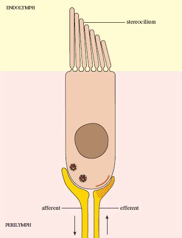 Ear Anatomy Hair Cells