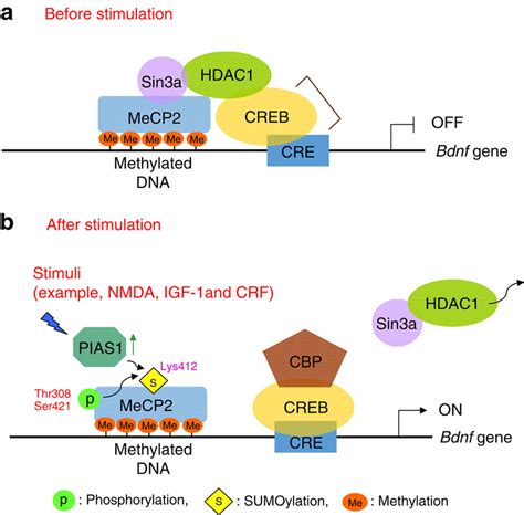 An Illustration Showing The Relationship Among Mecp2 Sumoylation Its