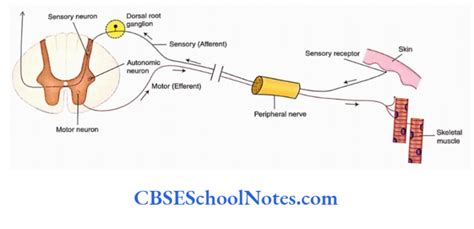 Central Nervous System And Peripheral Nervous System Notes Cbse