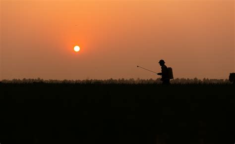 Vietnam Paddy Field Sunset - Free photo on Pixabay